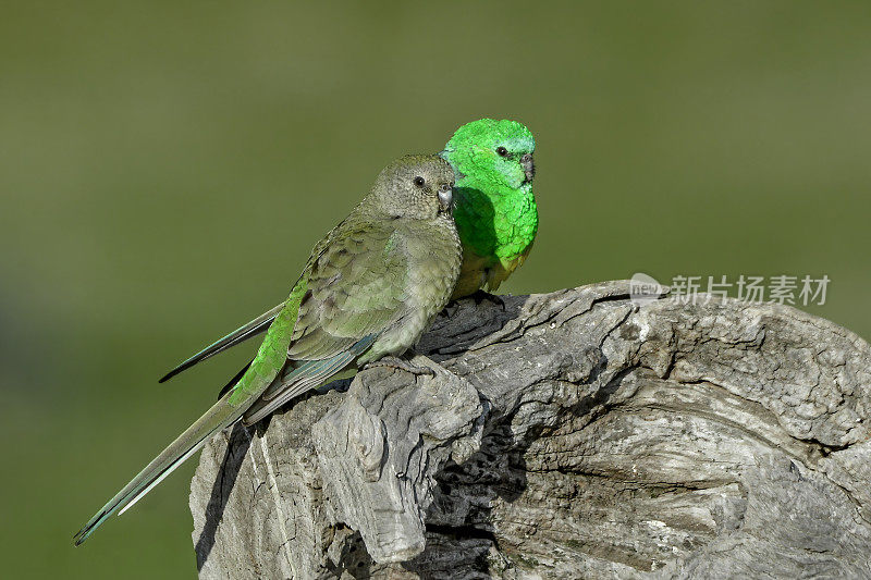 红作鹦鹉(Psephotus haematonotus)